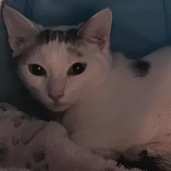 A young medium-sized male White Domestic Short Hair cat named Gromit for adoption in La Grange, KY