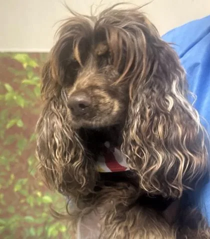 An adult small-sized female English Springer Spaniel dog named Zadie for adoption in San Antonio, TX