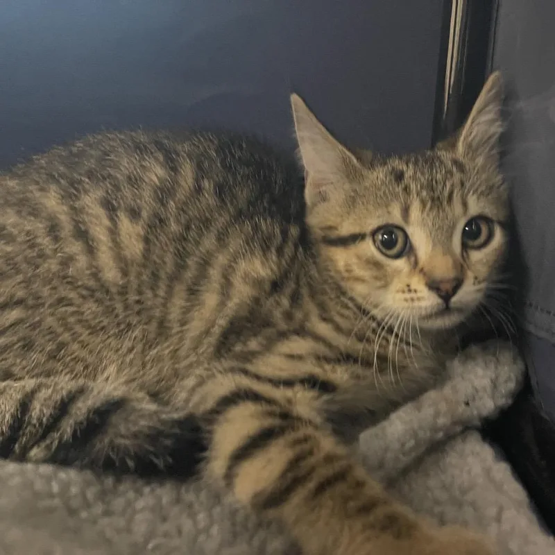A baby small-sized female Brown / Chocolate Domestic Short Hair cat named Cathy for adoption in Lake Panasoffkee, FL