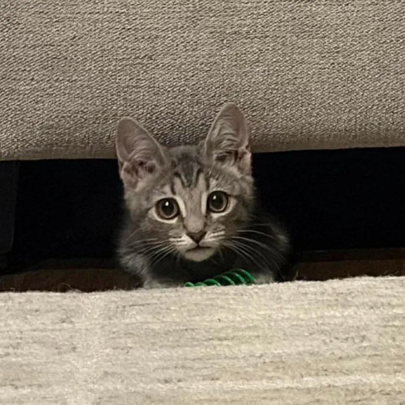 A baby small-sized female Gray / Blue / Silver Domestic Short Hair cat named Ribbit for adoption in Jarrettsville, MD