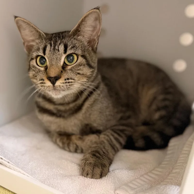 An adult medium-sized female Brown / Chocolate Domestic Short Hair cat named Lydia for adoption in Sarasota, FL