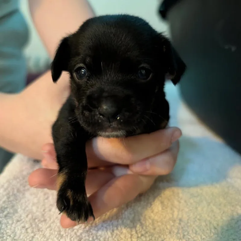 A baby small-sized male Black Chihuahua dog named Eclipse for adoption in Sacramento, CA