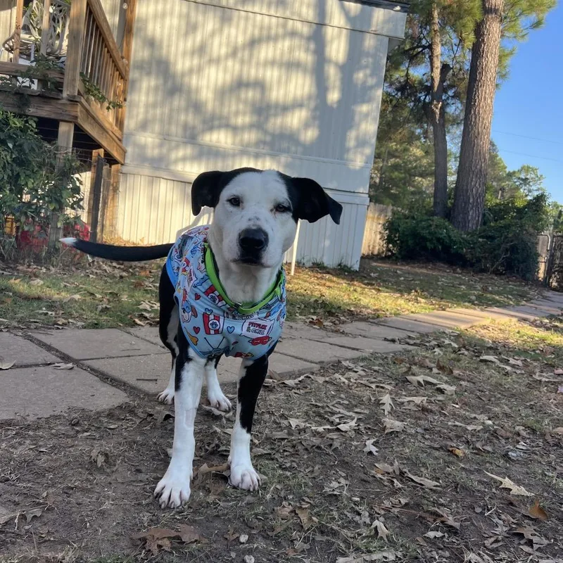 Ham Bone thumbnail 2