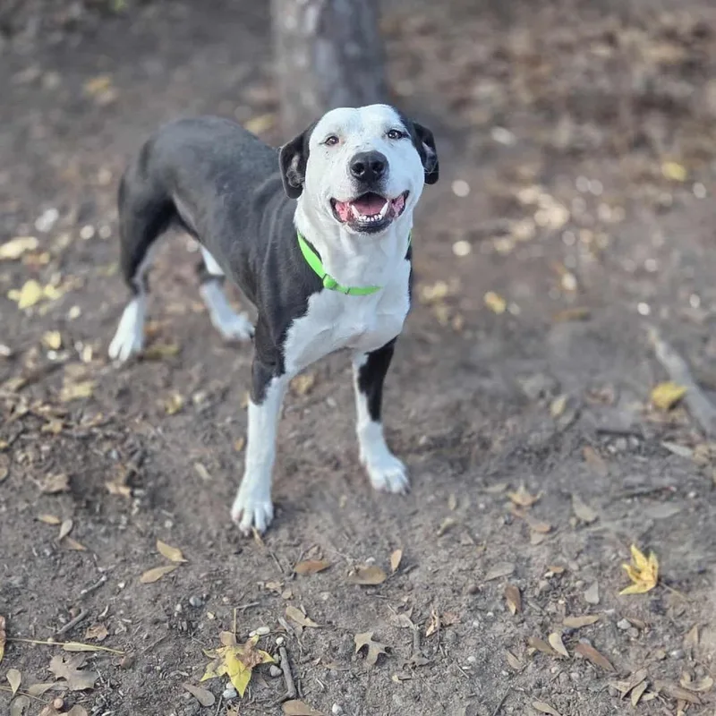 Ham Bone thumbnail 4