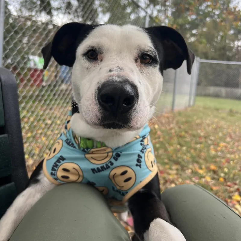 A young medium-sized male Black Pit Bull Terrier dog named Ham Bone for adoption in Spring, TX