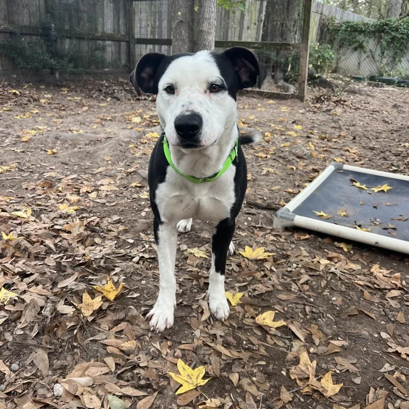 Ham Bone thumbnail 6