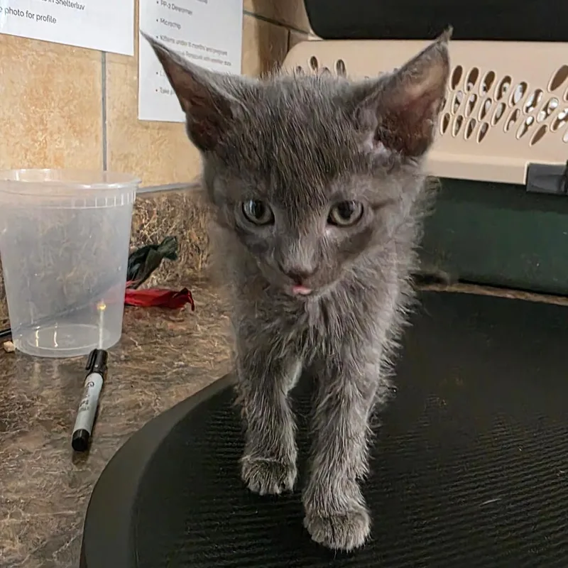 A baby small-sized male Gray / Blue / Silver Domestic Short Hair cat named Vileplume for adoption in Eureka Springs, AR