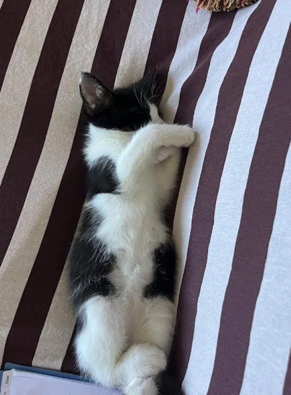 A baby small-sized female Black & White / Tuxedo Tuxedo cat named Beehive for adoption in Brooklyn, NY