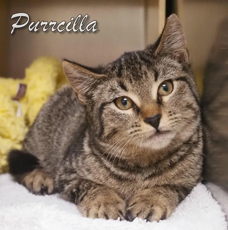 Purrcilla