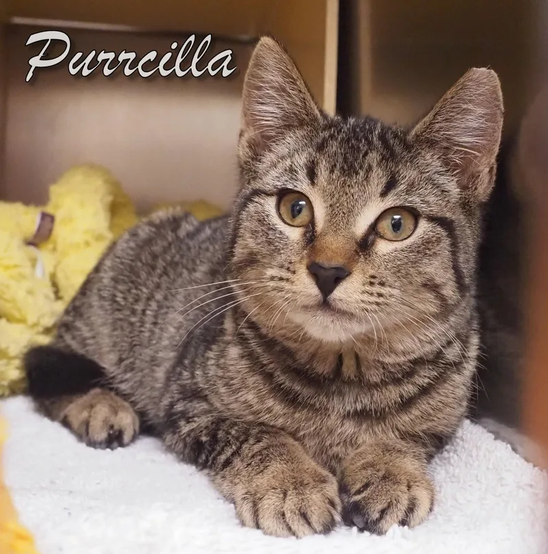 Purrcilla thumbnail 2