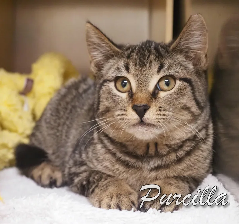 Purrcilla thumbnail 3
