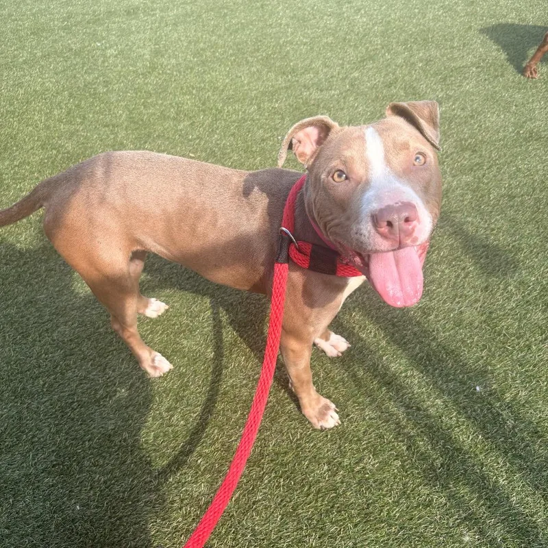 A young medium-sized female Yellow / Tan / Blond / Fawn Mixed Breed dog named Levine for adoption in Philadelphia, PA