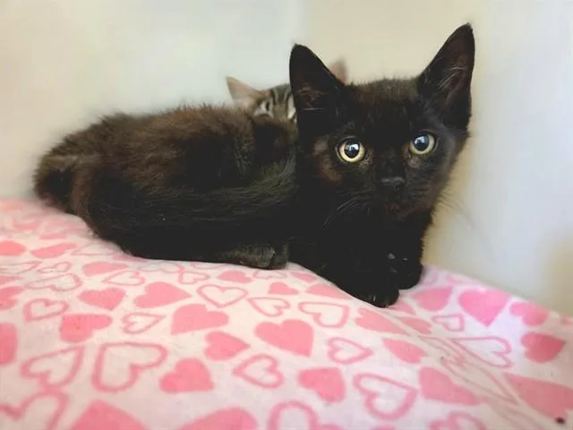 A baby small-sized female Domestic Medium Hair cat named Minnie for adoption in Salinas, CA