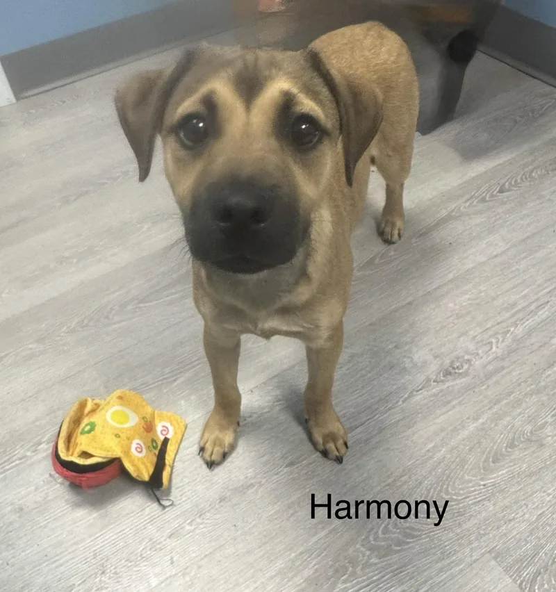 A baby medium-sized female Bicolor Shepherd dog named Harmony for adoption in Ulster, PA