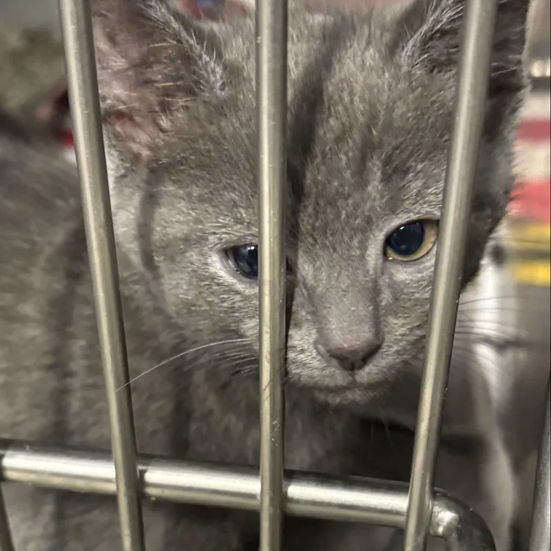 A baby small-sized male Gray / Blue / Silver Domestic Short Hair cat named Jamaica [purple] for adoption in Baltimore, MD
