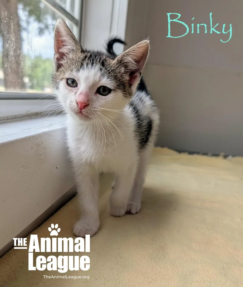 A baby medium-sized male Tabby (Gray / Blue / Silver) Domestic Short Hair cat named Binky for adoption in Groveland, FL