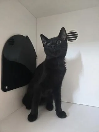 A baby medium-sized female Domestic Short Hair cat named The Countess of Claws for adoption in Savannah, GA
