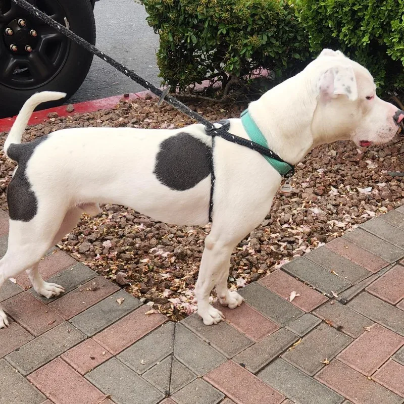 A young large-sized male Pit Bull Terrier dog named Carmelo Felix for adoption in Las Vegas, NV