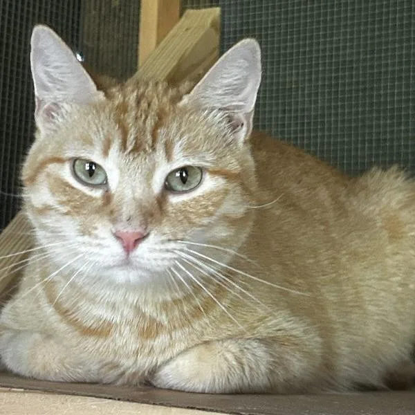 An adult large-sized female Orange / Red Domestic Short Hair cat named Asha for adoption in Concord, NH
