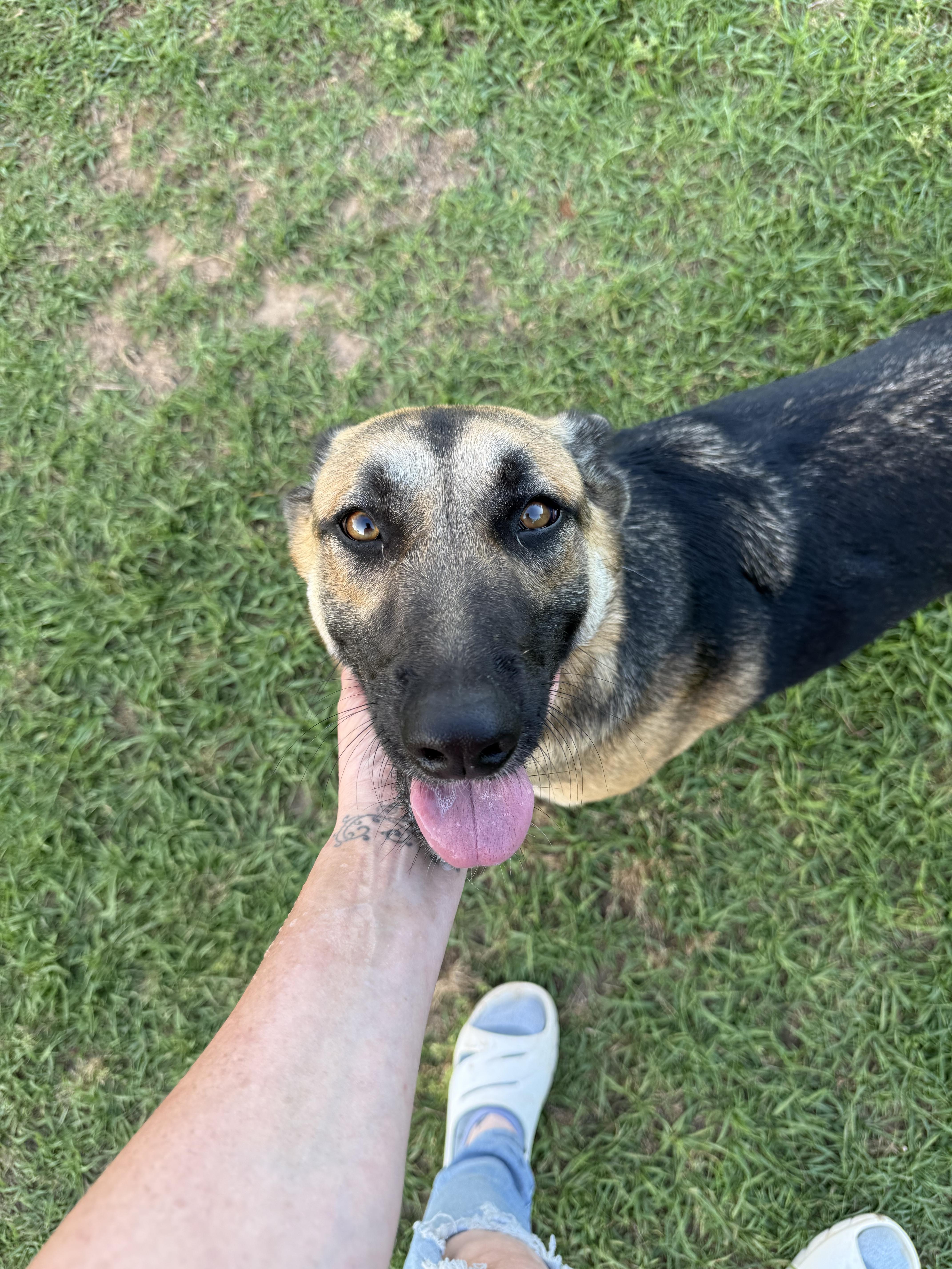 A young large-sized female Bicolor Belgian Shepherd / Malinois dog named Cali for adoption in Mount Hermon, LA