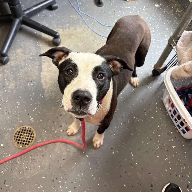 An adult medium-sized female Black Mixed Breed dog named Momma Panda Express for adoption in LOXAHATCHEE, FL