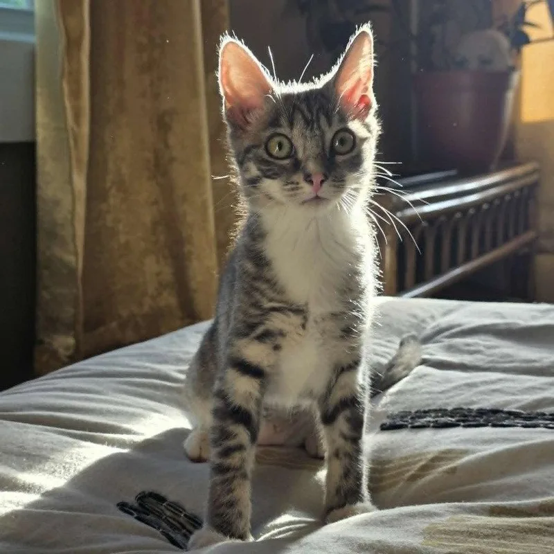 A baby medium-sized female Domestic Short Hair cat named Zana for adoption in Candler, NC