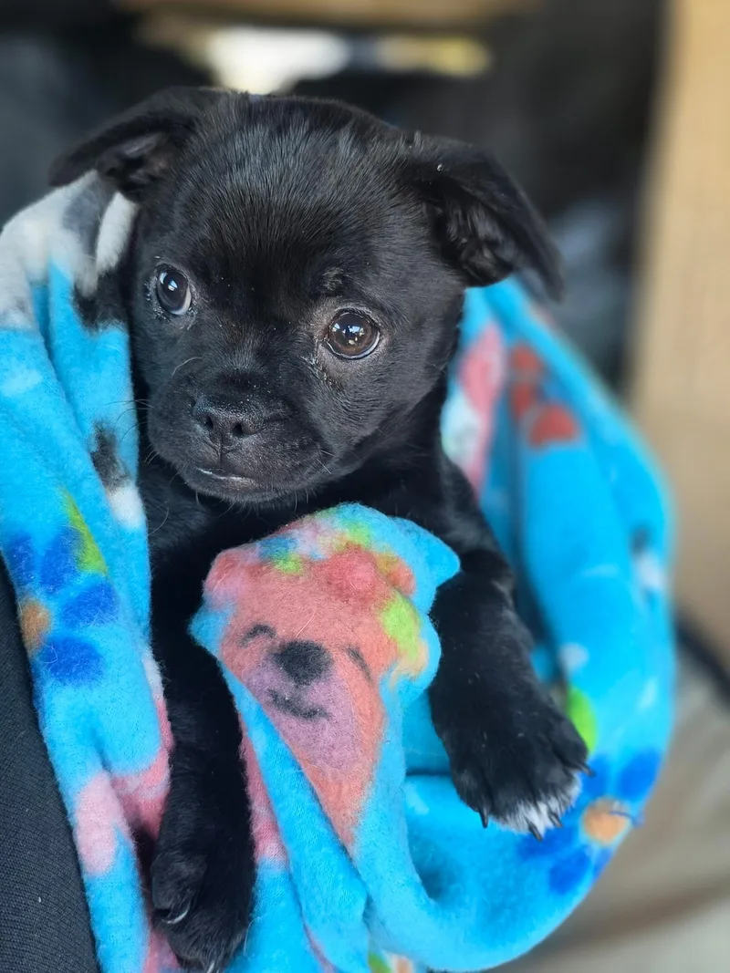 A baby small-sized female Puggle dog named Sabrina for adoption in Penryn, CA