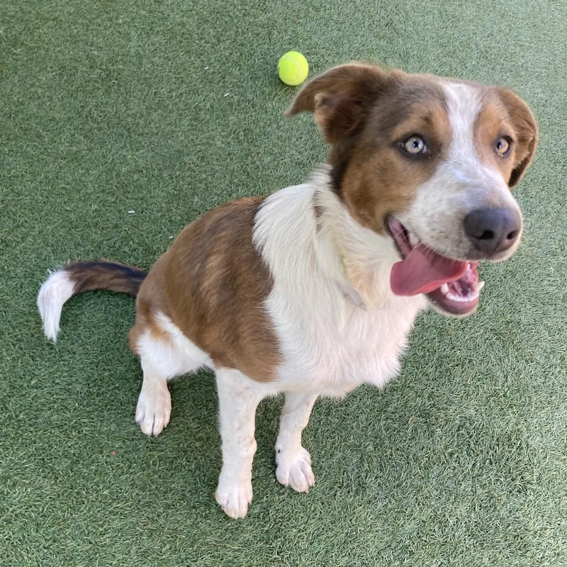 A baby medium-sized female Brown / Chocolate Australian Shepherd dog named Celine for adoption in Long Beach, CA
