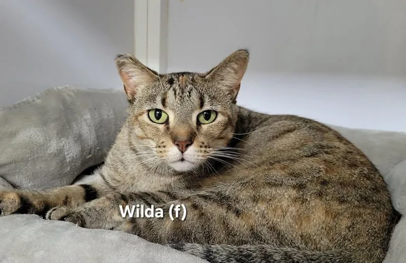 An adult medium-sized female Tabby (Brown / Chocolate) Domestic Short Hair cat named Wilda for adoption in Mazon, IL