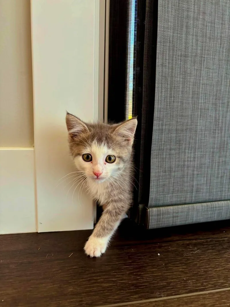 A baby small-sized male Domestic Short Hair cat named Cookie for adoption in Dysart, IA