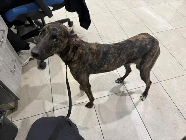 A young medium-sized female Greyhound dog named Clairo for adoption in Garland, TX
