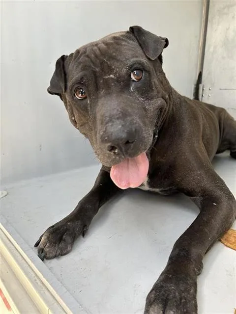 A young large-sized male Shar-Pei dog named A for adoption in Houston, TX