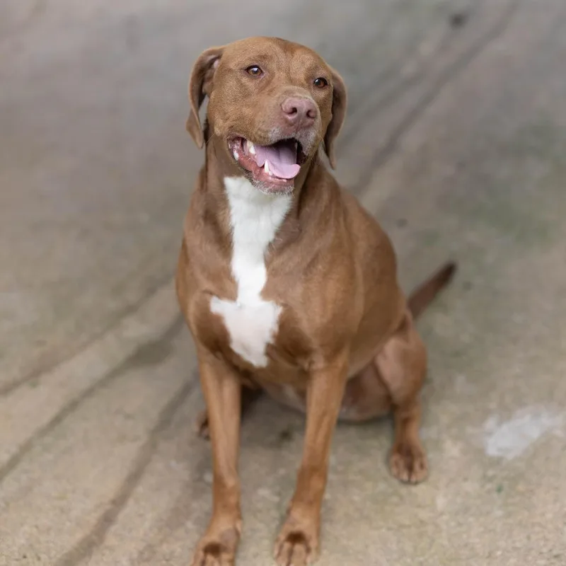 An adult medium-sized female Brown / Chocolate Labrador Retriever dog named Delilah for adoption in Talbott, TN