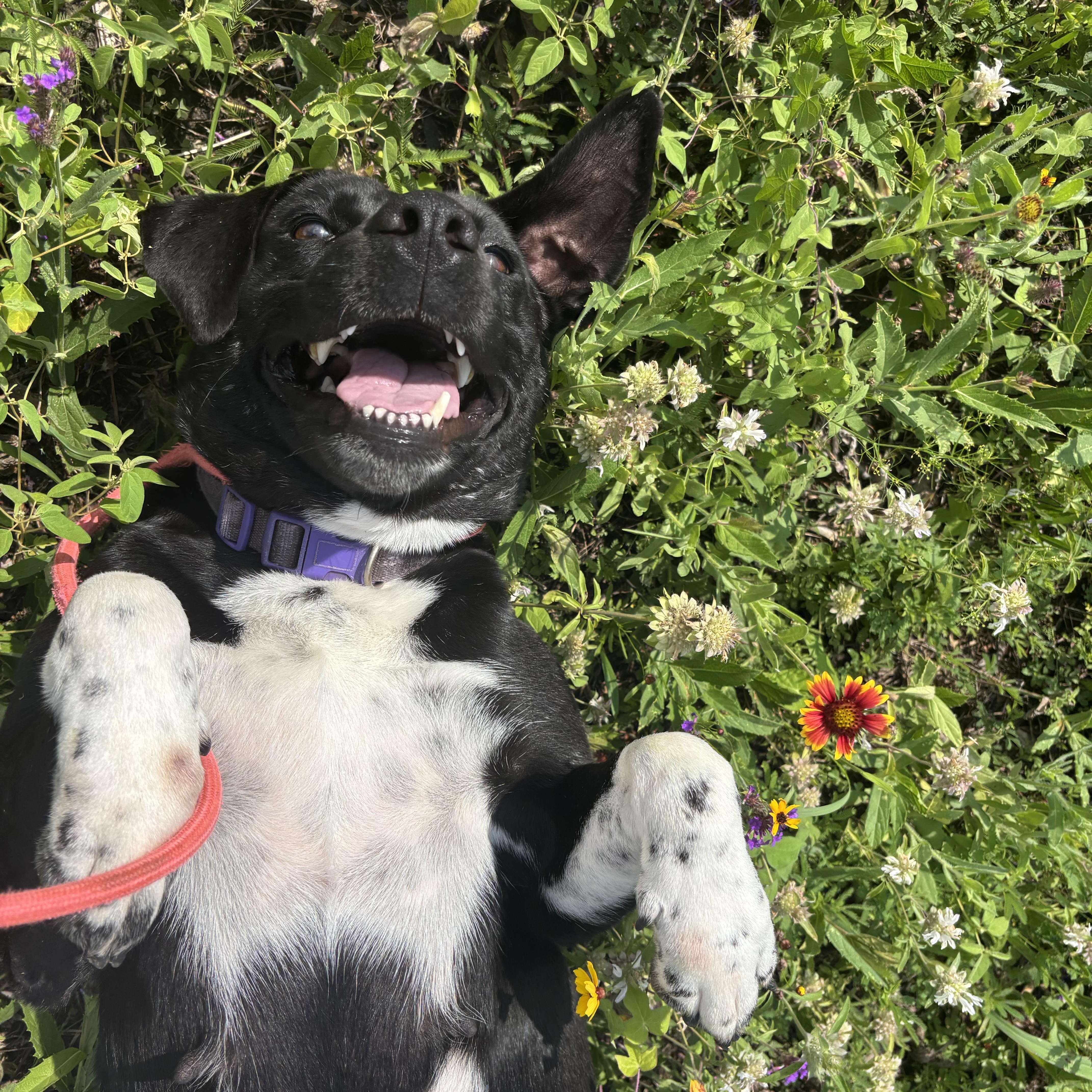 An adult medium-sized female Labrador Retriever dog named Ariel for adoption in Pearland, TX