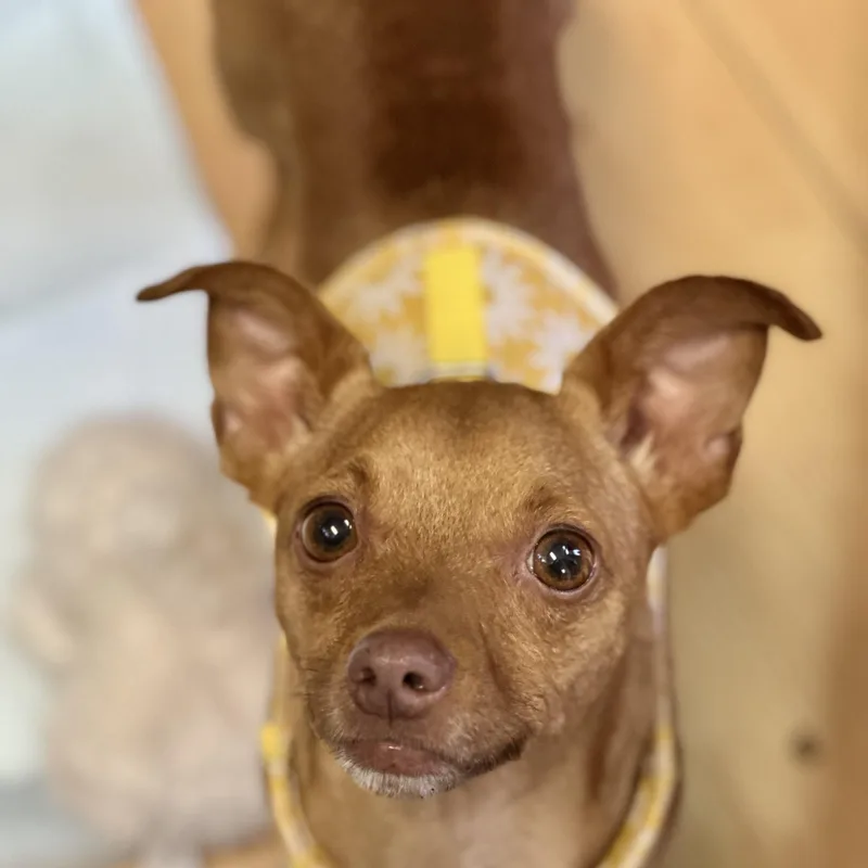 A young small-sized female Golden Chiweenie dog named Hazel for adoption in Washington, PA
