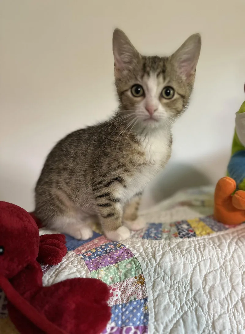 A baby medium-sized female Tabby cat named Pretty Mischievous for adoption in Georgetown, KY