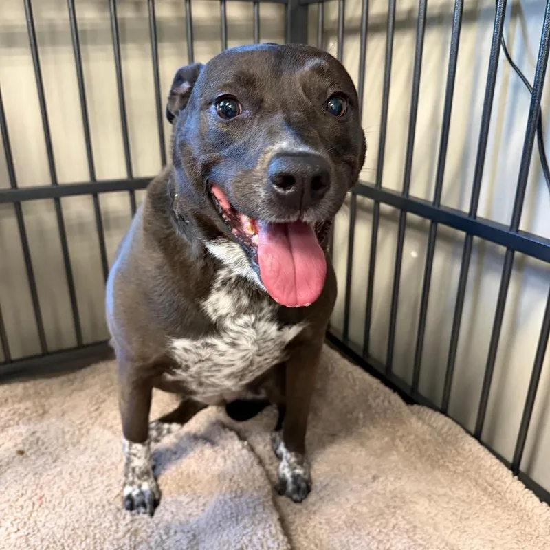 An adult large-sized female Black Mixed Breed dog named Pepper for adoption in Knoxville, TN