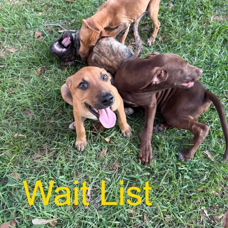 A young medium-sized female Yellow / Tan / Blond / Fawn Pit Bull Terrier dog named Apple for adoption in Livingston, TX