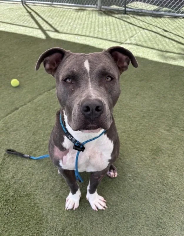 An adult large-sized male Pit Bull Terrier dog named Chammpion K. West for adoption in Los Angeles, CA