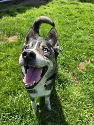 An adult large-sized male Black Siberian Husky dog named Winston for adoption in Harbor Springs, MI