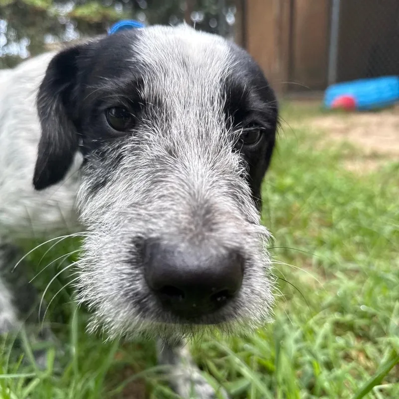 Toby thumbnail 2