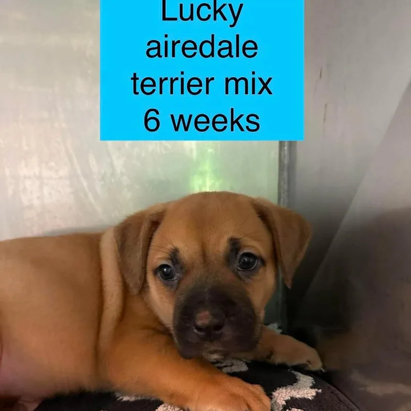 A baby small-sized male Brown / Chocolate Airedale Terrier dog named Lucky for adoption in Tampa, FL