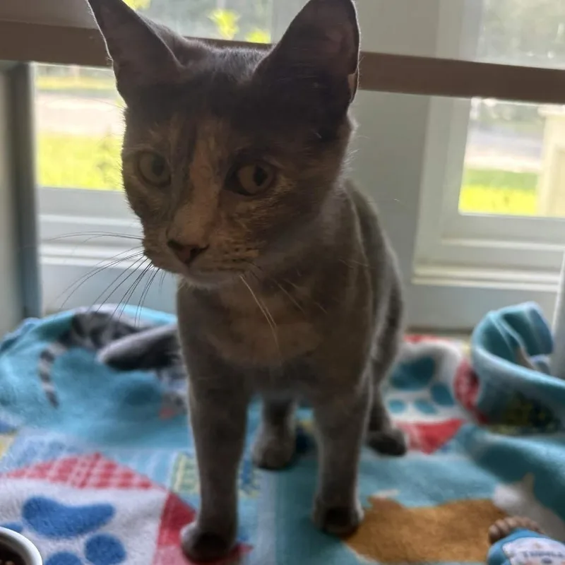 A young medium-sized female Gray / Blue / Silver Domestic Short Hair cat named Coco for adoption in Gloucester, VA