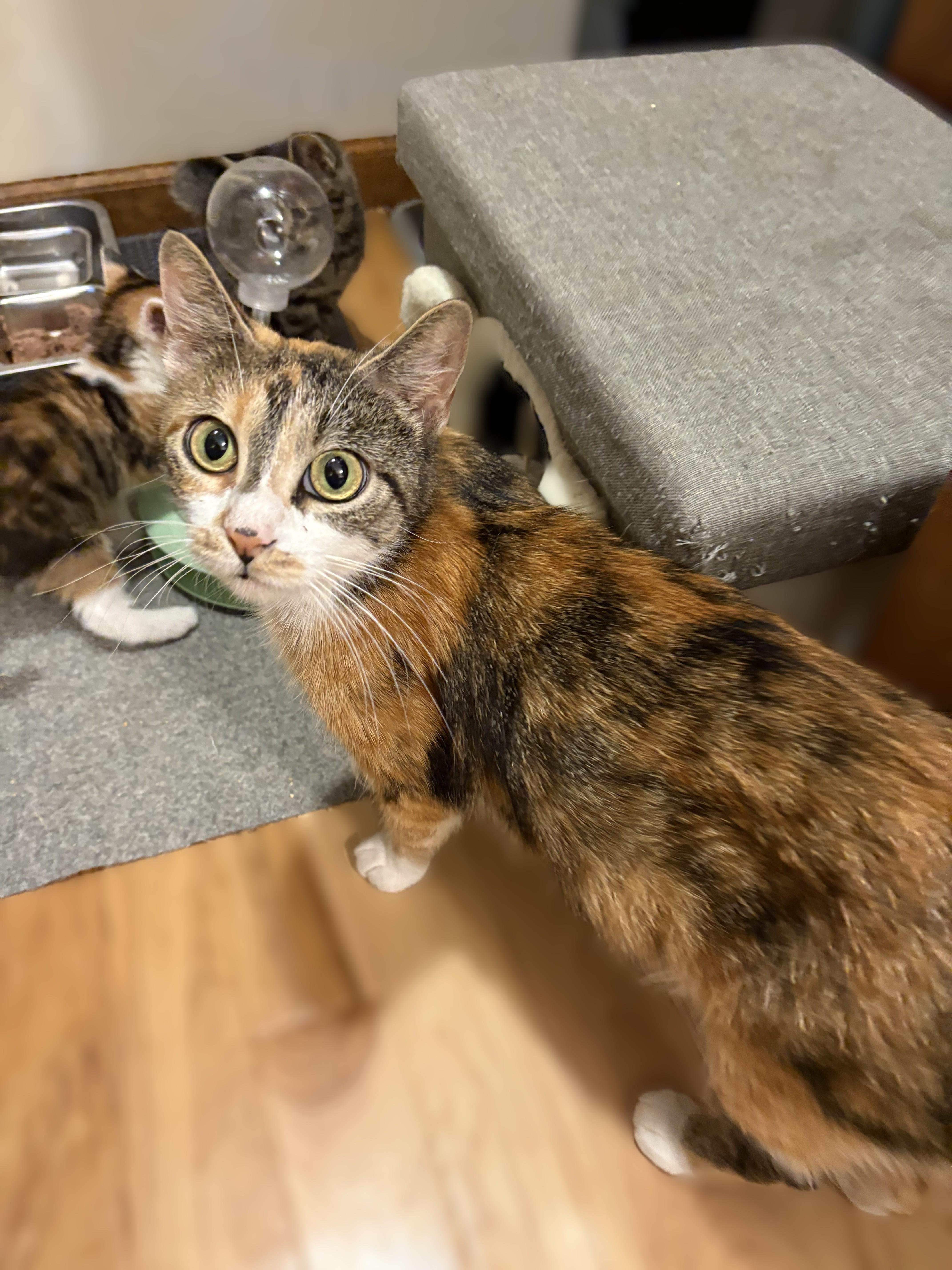 A young medium-sized female Calico cat named Beatrice for adoption in New Albany, OH