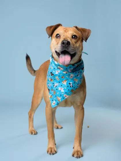 An adult medium-sized male Mixed Breed dog named Jinkx Monsoon for adoption in Atlanta, GA