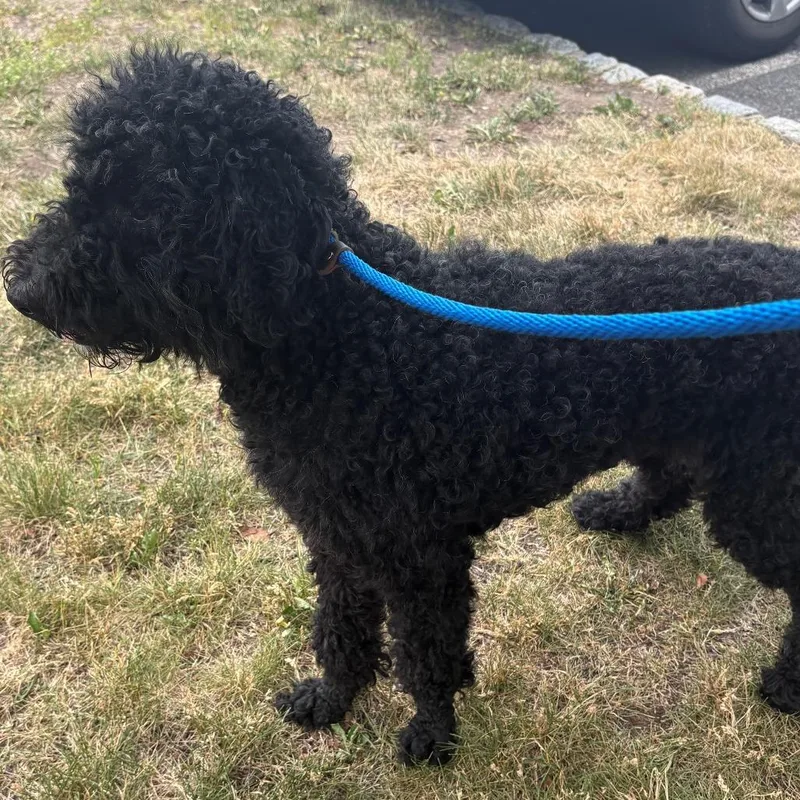 An adult medium-sized female Black Mixed Breed dog named Coco for adoption in East Hanover, NJ