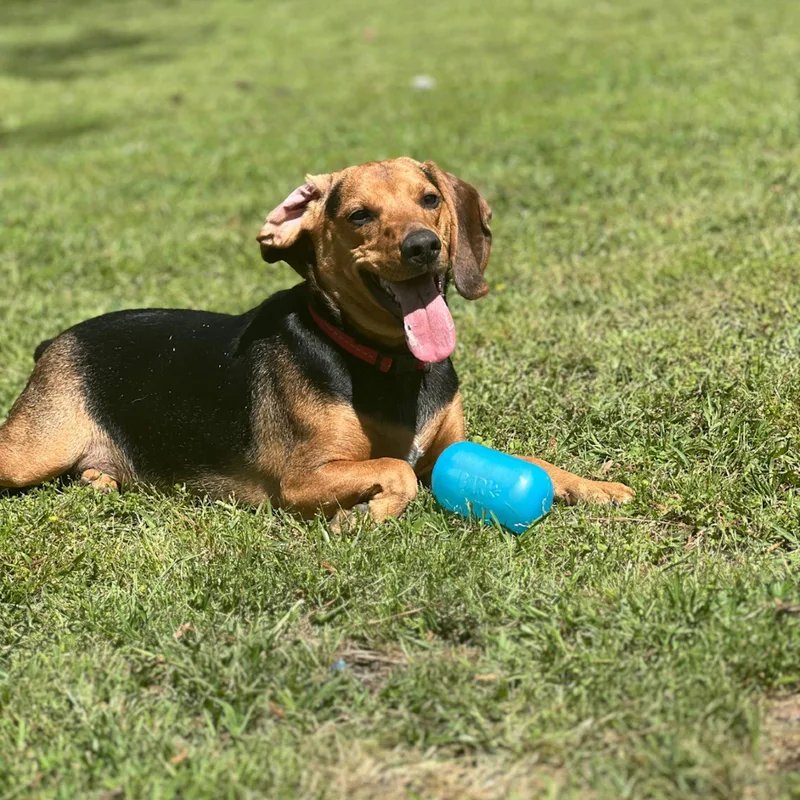 An adult medium-sized male Beagle dog named Ace Hope Lower for adoption in Locust Fork, AL