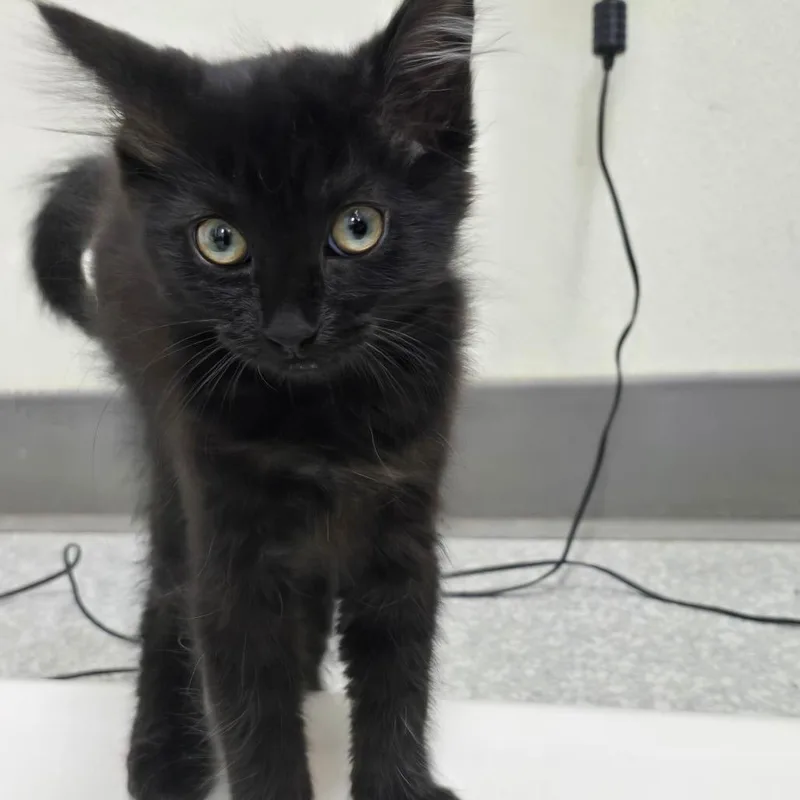 A baby small-sized male Black Domestic Long Hair cat named George for adoption in Fort Bragg, CA