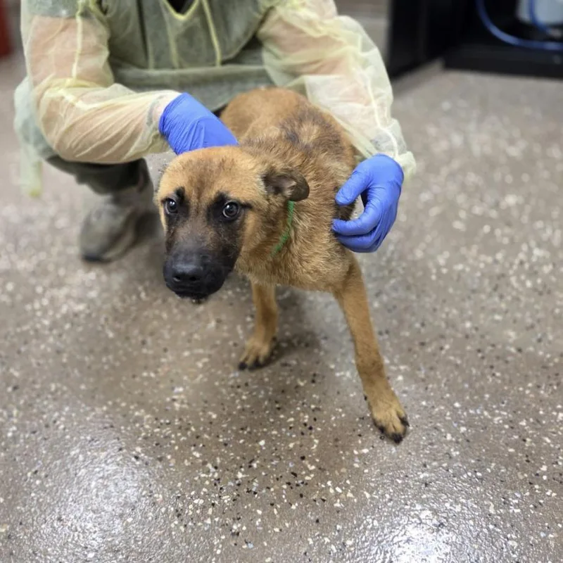 A baby medium-sized male Yellow / Tan / Blond / Fawn Shepherd dog named Tar for adoption in Incline Village, NV