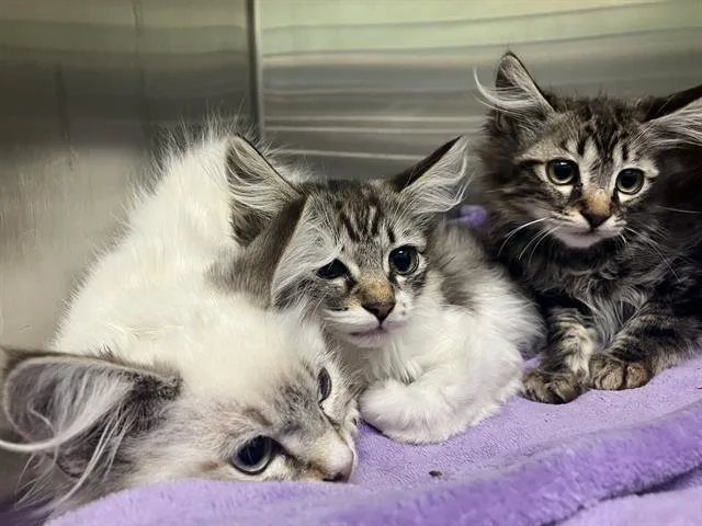 A baby small-sized male Domestic Short Hair cat named Osmond for adoption in Tustin, CA